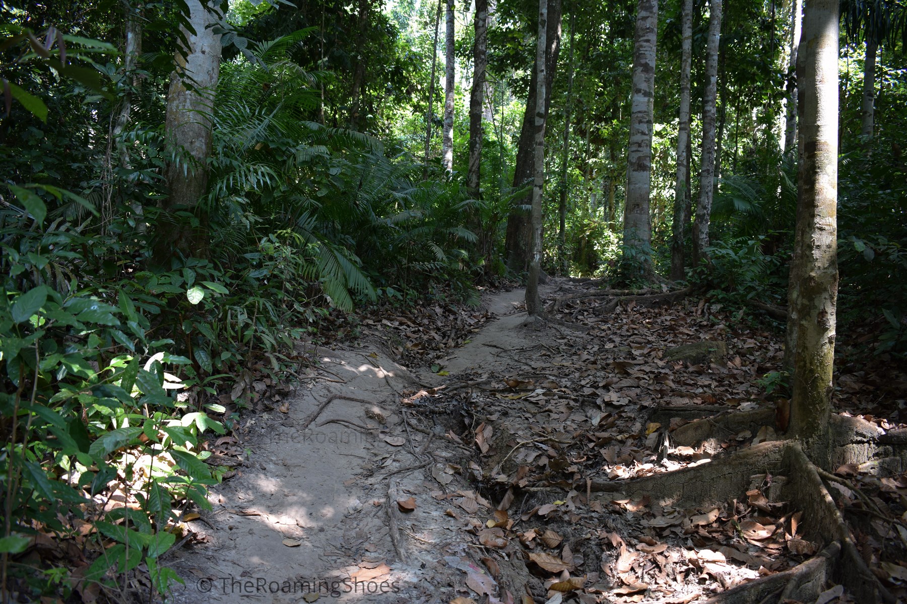 Trekking path to Elephant beach through the forest 