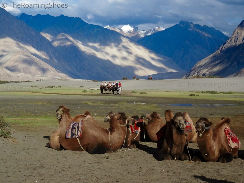 The Bactrian Camels of Nubra
