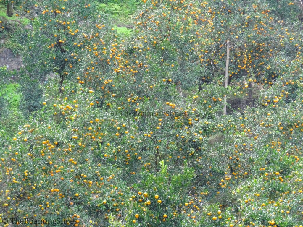Orange Orchard at Bara Mangwa