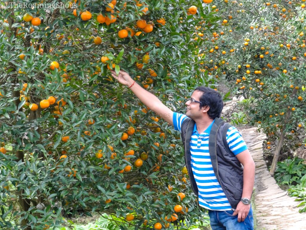 Having a close look at the oranges