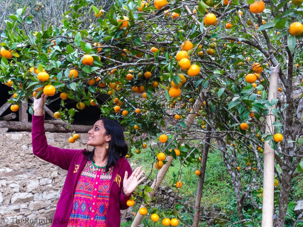 Oranges of Chhota Mangwa