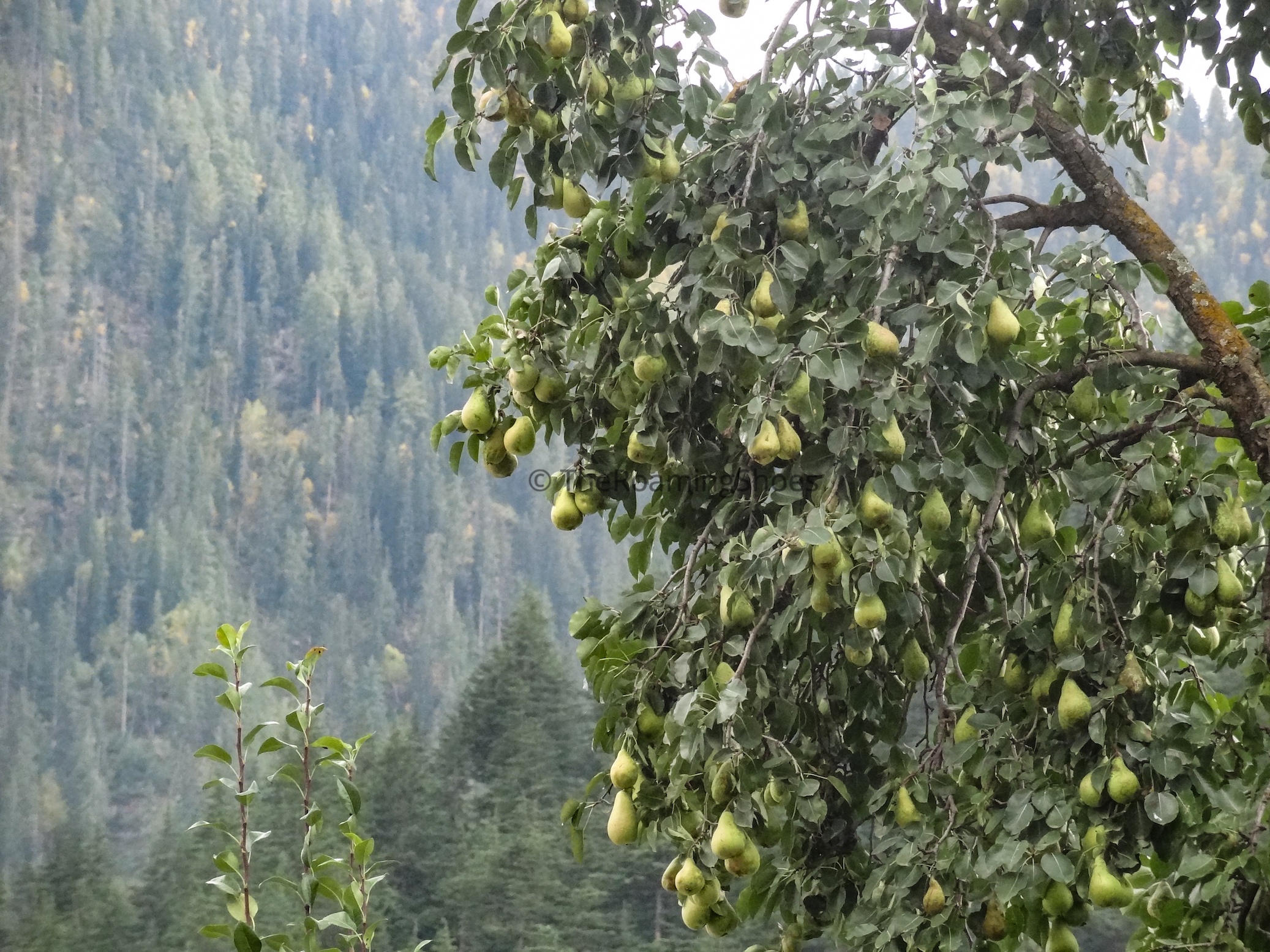 Tree loaded with Pears