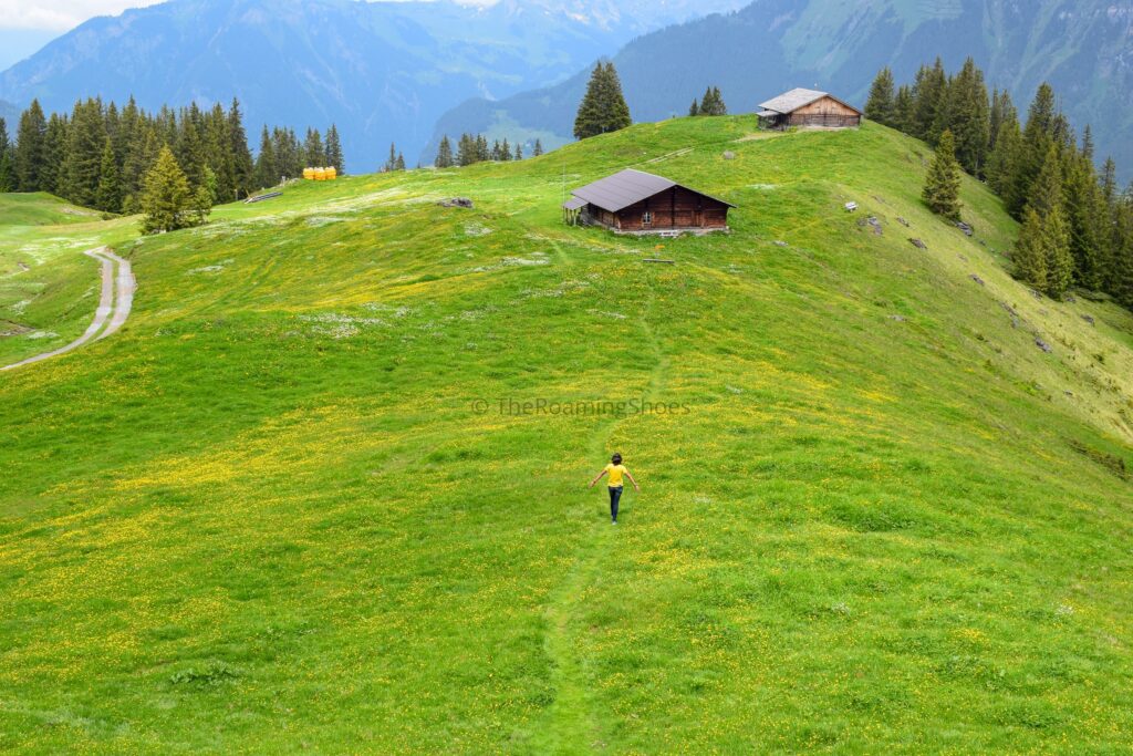Flower trails around Murren