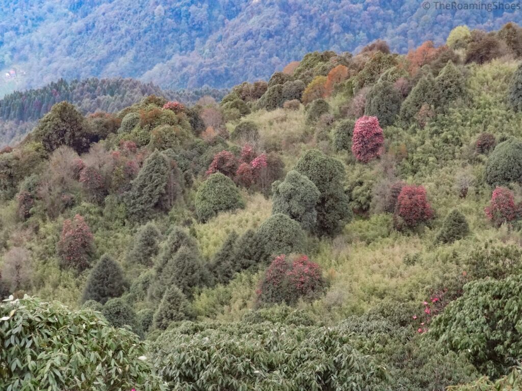 Rhododendrons forest in Varsey