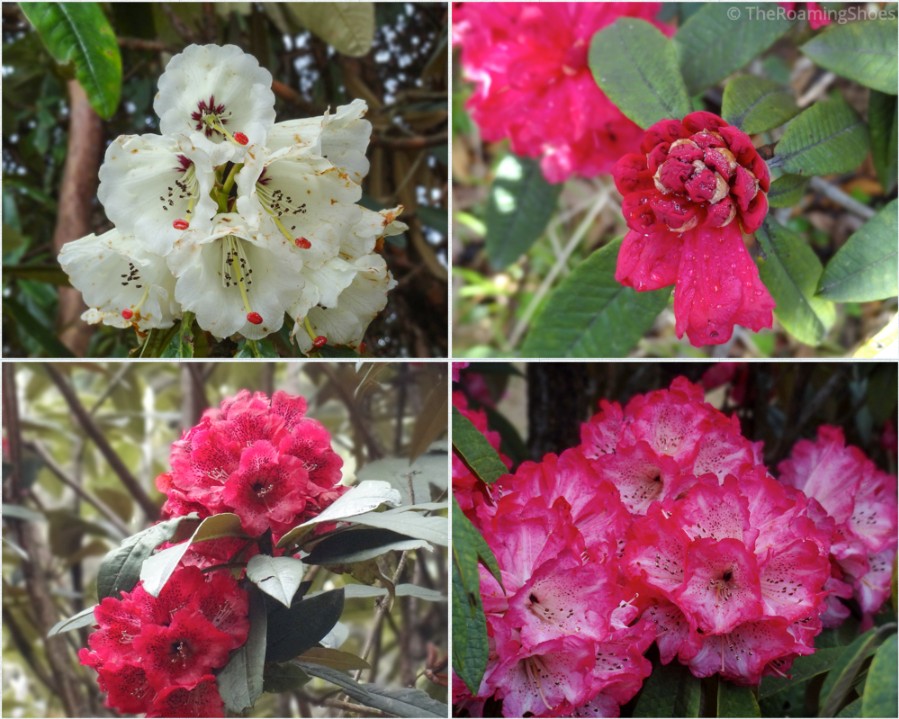 Different colors of Rhododendrons