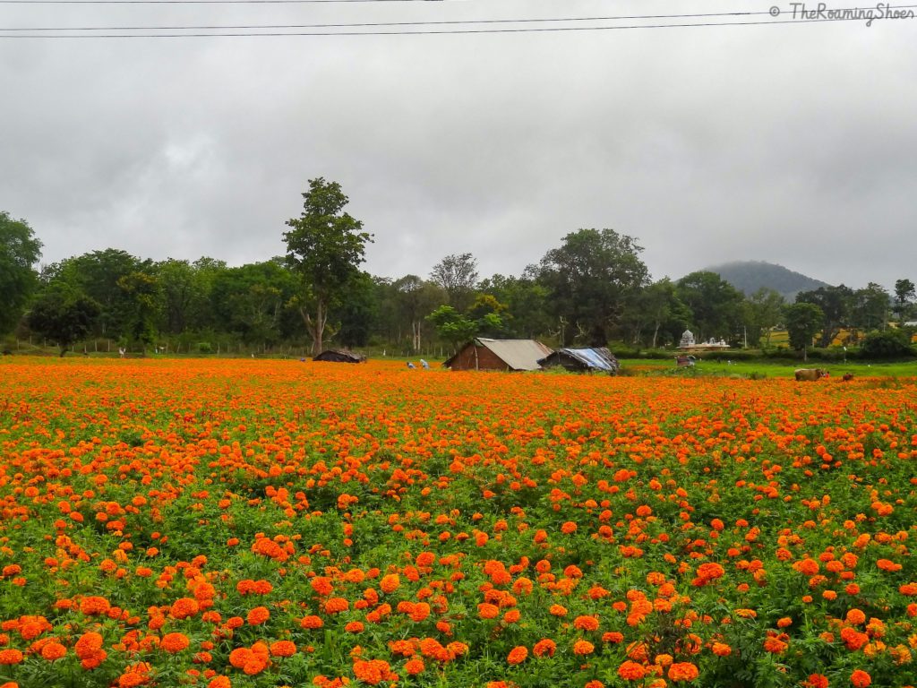 Marigold fields at Gundulpet
