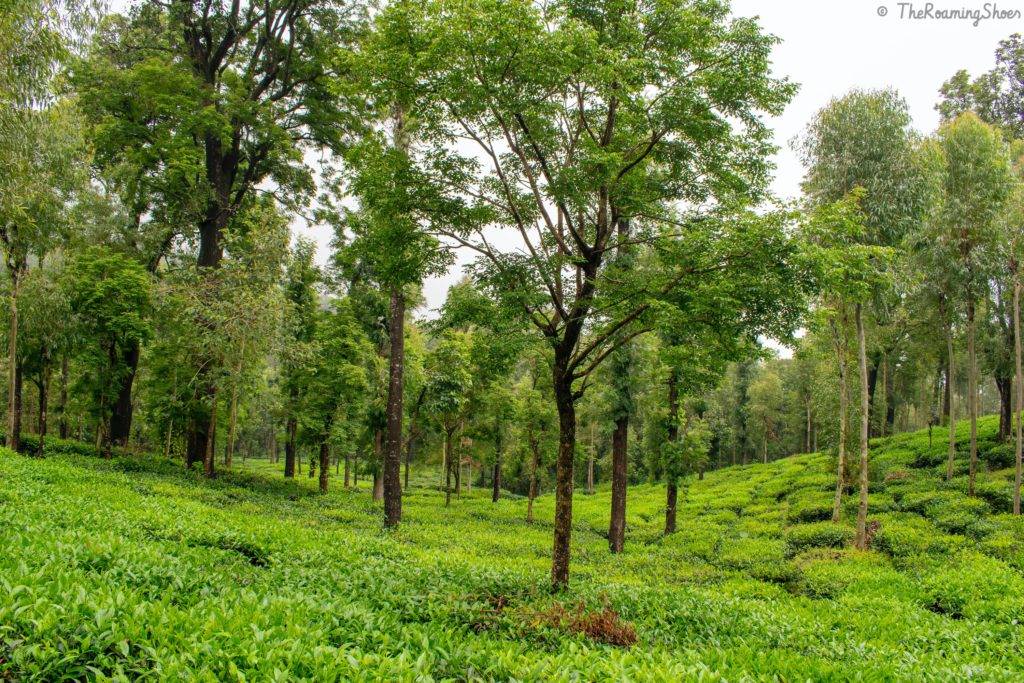 Tea plantation in Wayanad