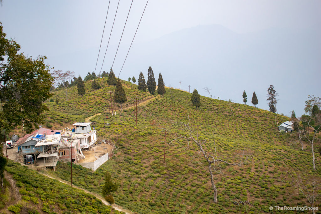 Tea garden in Lamahatta