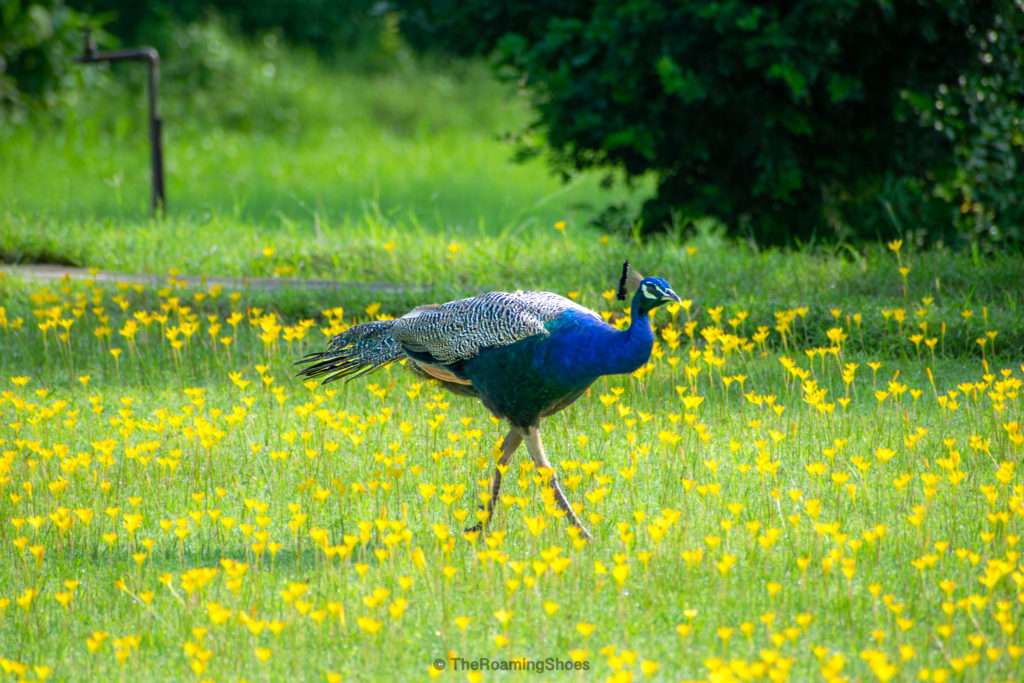 Peafowl in a flower field in Deo Bagh