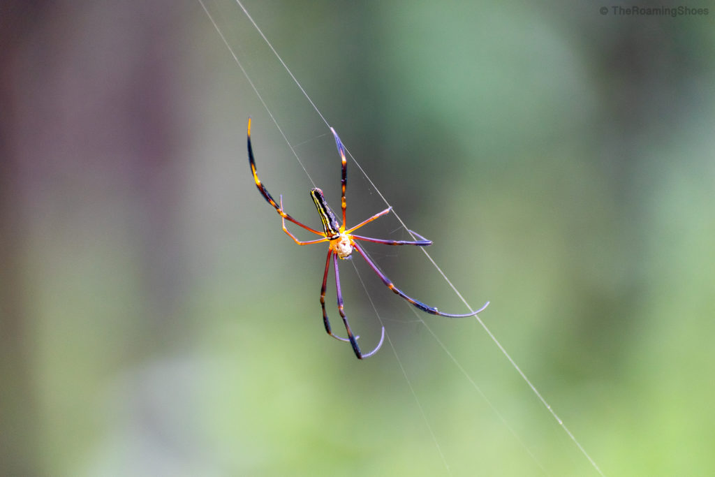 Golden silk orb-weaver