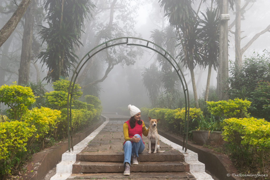 A friendly dog during our staycation at Nandi Hills