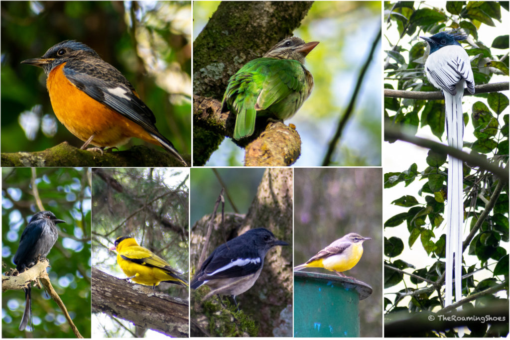Birds to see during Staycation at Nandi Hills